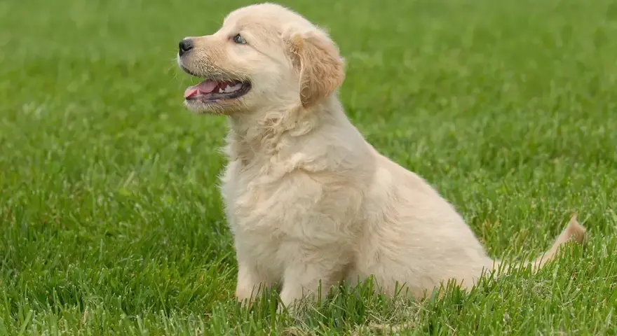 Uroczy szczeniak golden retriever siedzi na trawie. Czy golden retriever może mieszkać na dworze? Ten maluch wygląda na szczęśliwego na świeżym powietrzu!