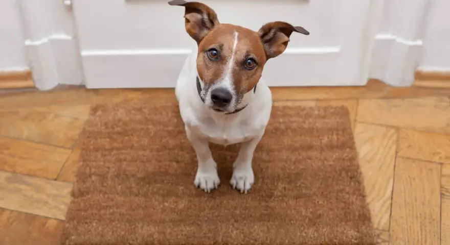 Jack Russell na wycieraczce, czekający na dźwięki. Proces odwrażliwiania psa na dźwięki wymaga cierpliwości.