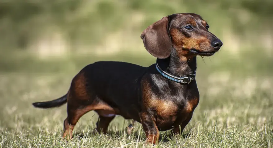 Jamnik z labradorem, pies rasy jamnik, stoi na trawie, z uszami opuszczonymi i wpatrzony w dal.