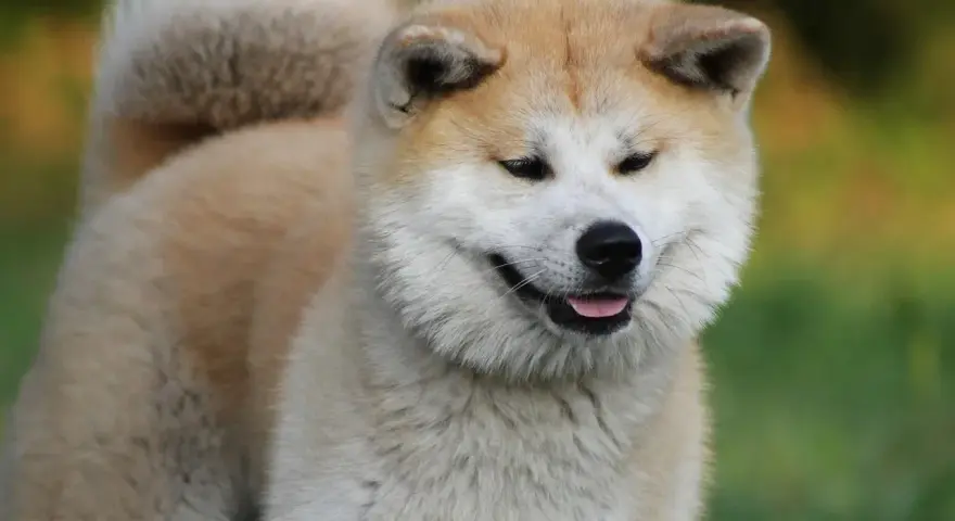 Uśmiechnięty pies rasy akita, z puszystym ogonem zawiniętym na grzbiecie, na tle zieleni.