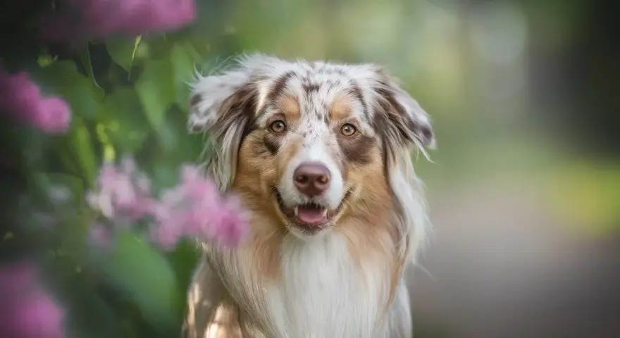 Piękny pies rasy Aussie z charakterystycznym umaszczeniem merle, otoczony kwitnącymi krzewami.