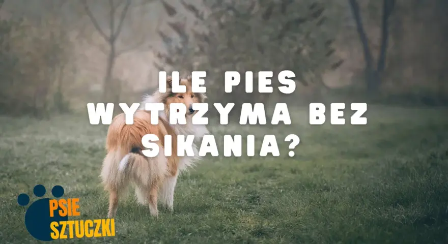 Pies rasy collie na trawie, z napisem "ILE PIES WYTRZYMA BEZ SIKANIA?".