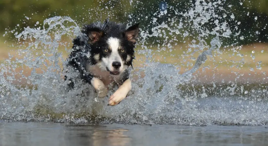 Rasa psa collie w pełnym biegu przez wodę, tworząc kaskadę bryzgów.