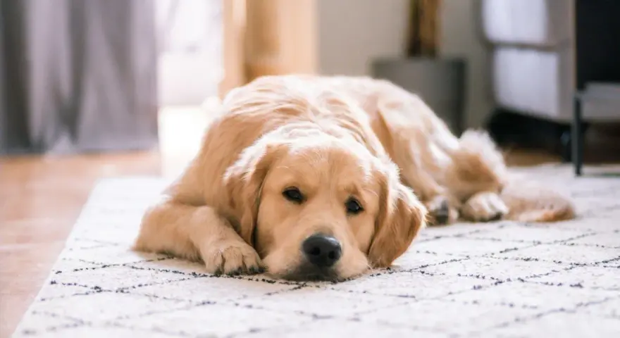 Złoty retriever leży na dywanie, wyglądając na lekko zmartwionego. Może to być objaw gronkowca u psa, który wymaga uwagi weterynarza.