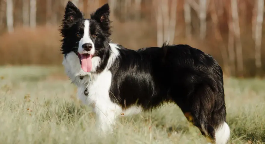 Piękny border collie w trawie, z językiem na wierzchu. Ile żyje border collie? Średnio 10-17 lat.