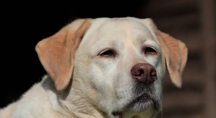 Uroczy labrador, idealny labrador dla dzieci, patrzy w dal z zaciekawieniem.
