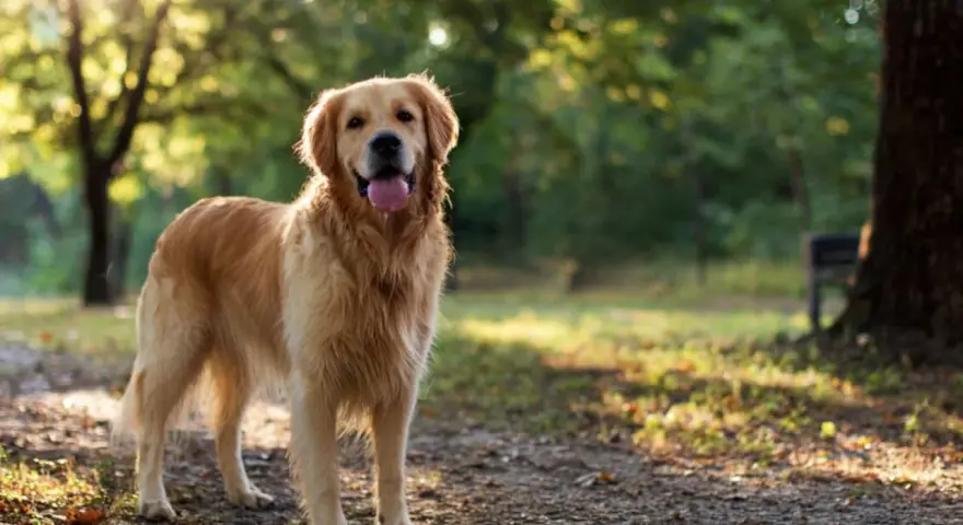 Szczęśliwy golden retriever stoi w parku, ciesząc się słońcem.