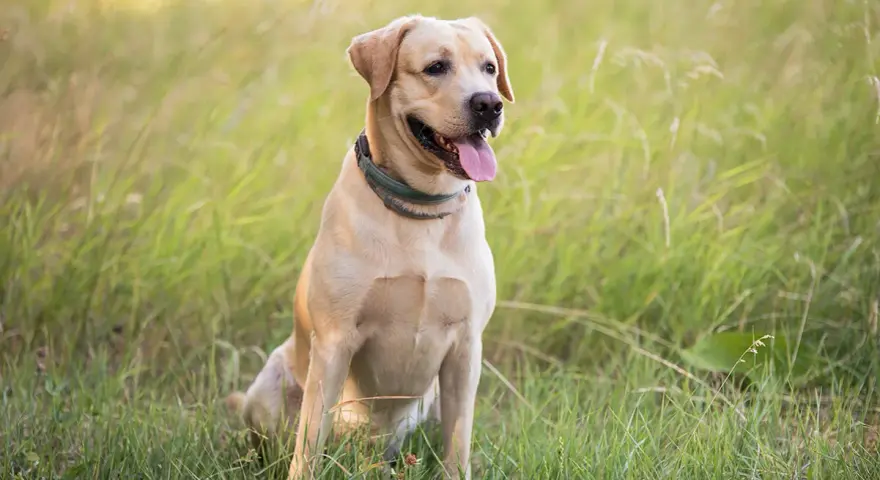 Uroczy, beżowy labrador siedzi na trawie. Zastanawiasz się, ile kosztuje labrador? Ten przyjacielski piesek jest gotowy na przygodę!