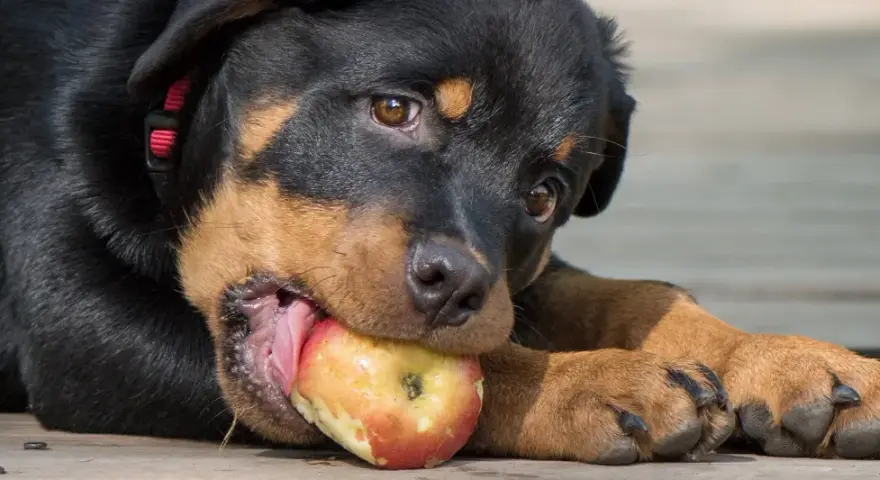 Szczeniak rottweilera gryzie jabłko, sprawdzając, czy pies może jeść jabłko.