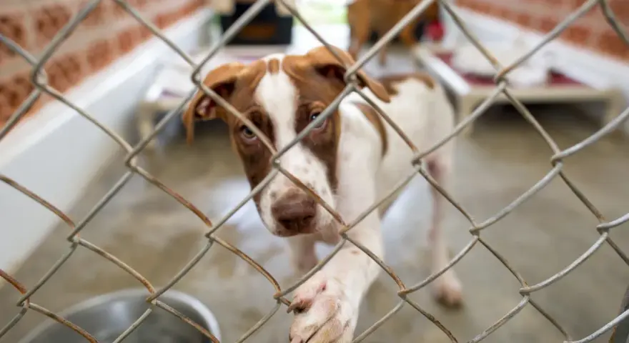 Małe pieski ze schroniska tęsknią za domem. Ten brązowo-biały maluch patrzy zza kraty, mając nadzieję na adopcję.