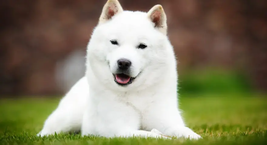 Biały pies rasy Hokkaido leży na trawie, z językiem na wierzchu.