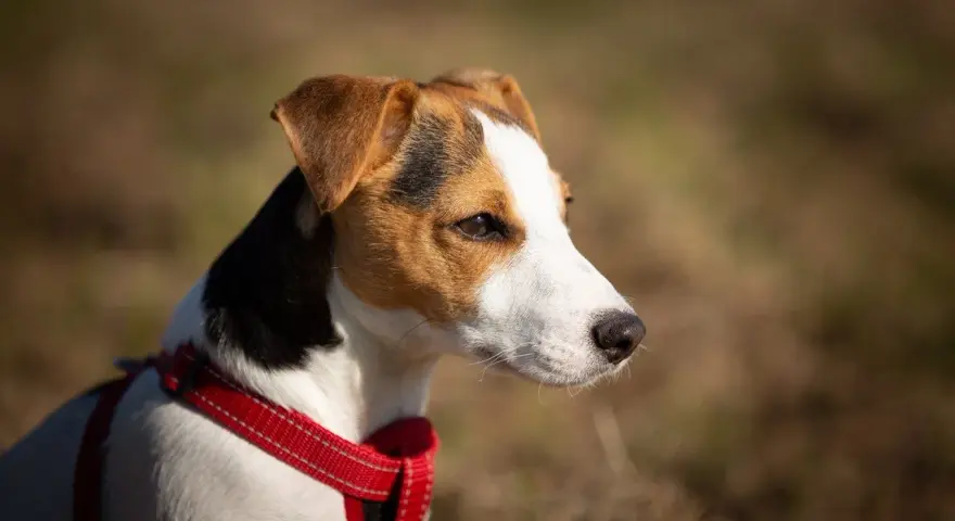 Uważny jack russel w czerwonej obroży, z zaciekawieniem obserwuje otoczenie.