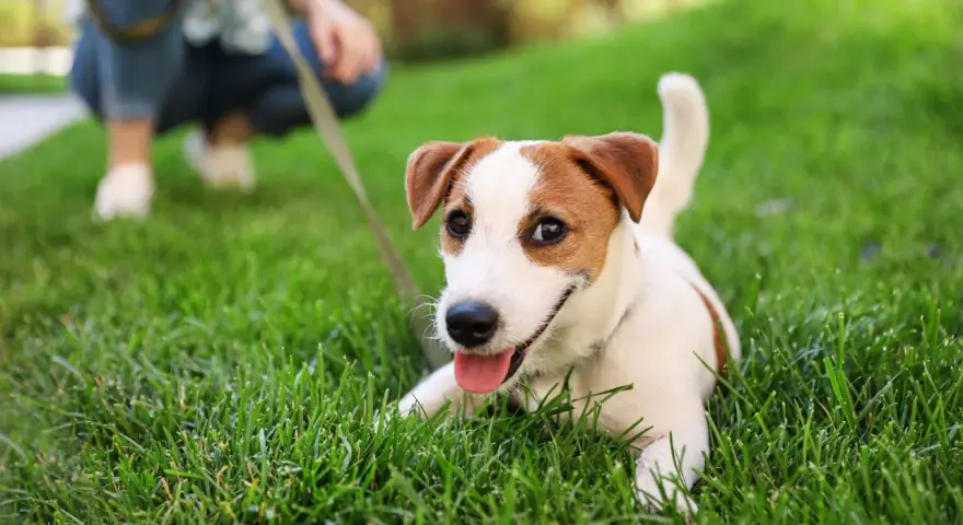 Szczeniak Jack Russell Terrier leży na trawie, ucząc się jak socjalizować szczeniaka. W tle widać osobę na kolanach.