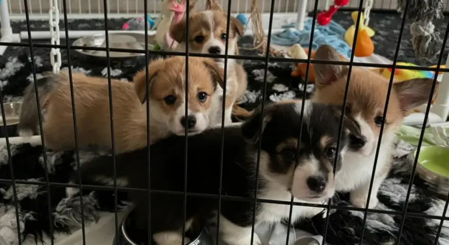 Urocze szczenięta corgi w klatce. Jak przyzwyczaić psa do klatki? Te maluchy już się aklimatyzują, otoczone zabawkami i wygodnym posłaniem.