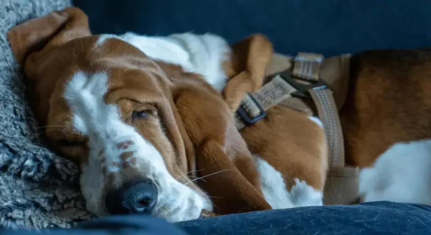 Śpiący basset z długimi uszami, który pewnie śni o tym, jak pies budzi w nocy na siku.