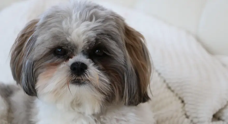 Uroczy piesek rasy shih tzu, którego historia sięga starożytnych Chin, z puszystą sierścią i łagodnym spojrzeniem.