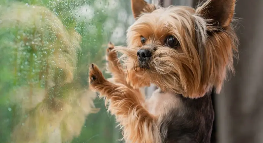 Yorkshire terrier z tęsknotą patrzy przez zaparowane okno. Czy lęk separacyjny u psa mija, gdy czeka na powrót właściciela?