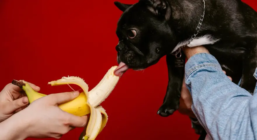 Czarny buldog francuski z językiem sięga po banana, sprawdzając, czy pies może jeść banana.