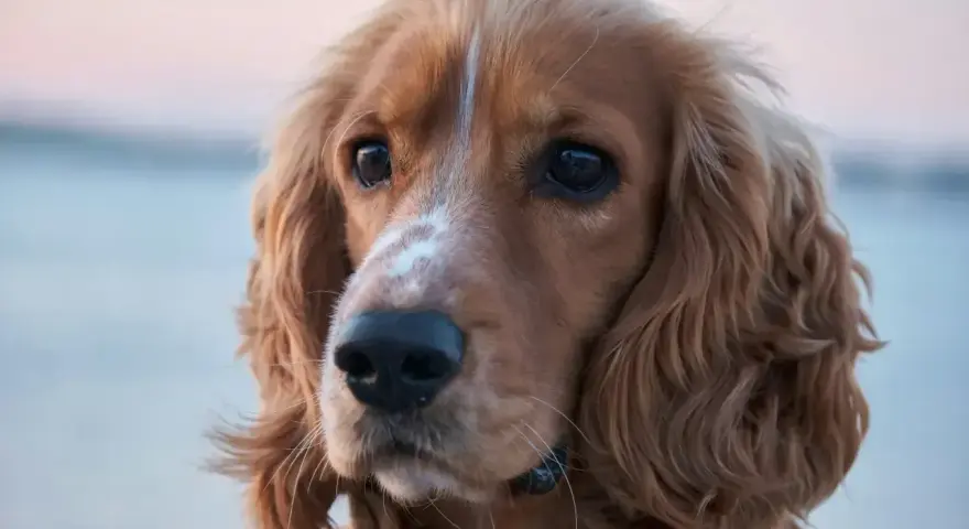 Uroczy cocker spaniel amerykański z błyszczącymi oczami i falującą sierścią.