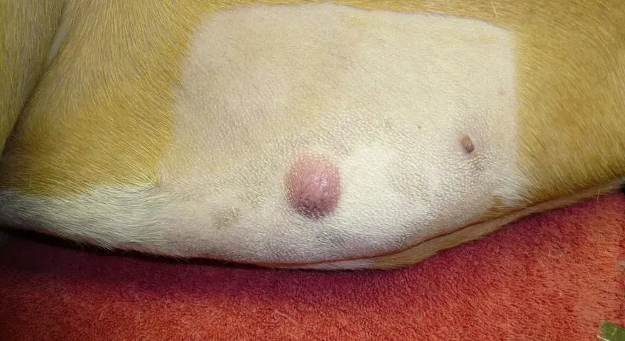 Widoczny mastocytoma u psa, różowy guzek na skórze, obok mniejsza zmiana.