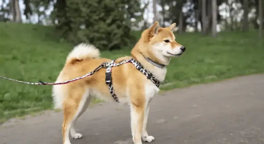 Shiba inu na spacerze, gotowy do nauki i zabawy. Wychowanie tego psa to czysta przyjemność.