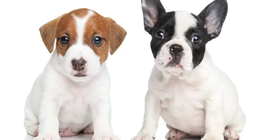 Dwa szczenięta: jeden piesek rasy Jack Russell Terrier, drugi piesek rasy buldog francuski. Oba siedzą na białym tle, patrząc wprost.