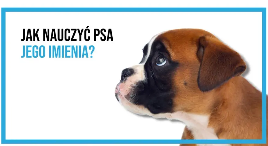 Uroczy szczeniak boksera słucha uważnie. Dowiedz się, jak nauczyć psa reagować na imię, by wasza więź była silniejsza.