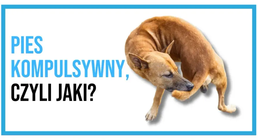 Pies kompulsywny, czyli jaki? Brązowy pies gryzie sobie łapę, co może świadczyć o zachowaniach kompulsywnych u psa.