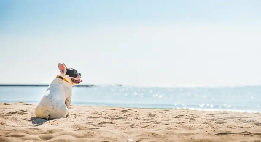 Francuski buldog cieszy się wakacjami z psem nad morzem, siedząc na piaszczystej plaży i patrząc na błękitną wodę.
