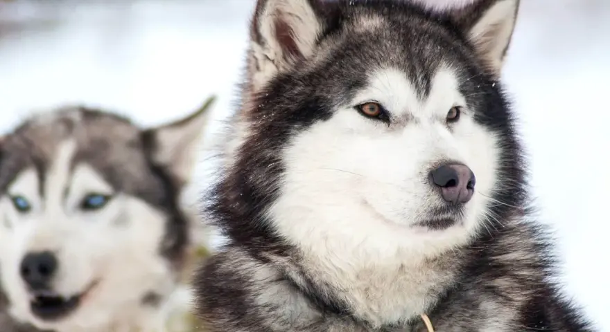 Dwa husky na śniegu. Jeden ma bursztynowy kolor oczu, drugi niebieskie.