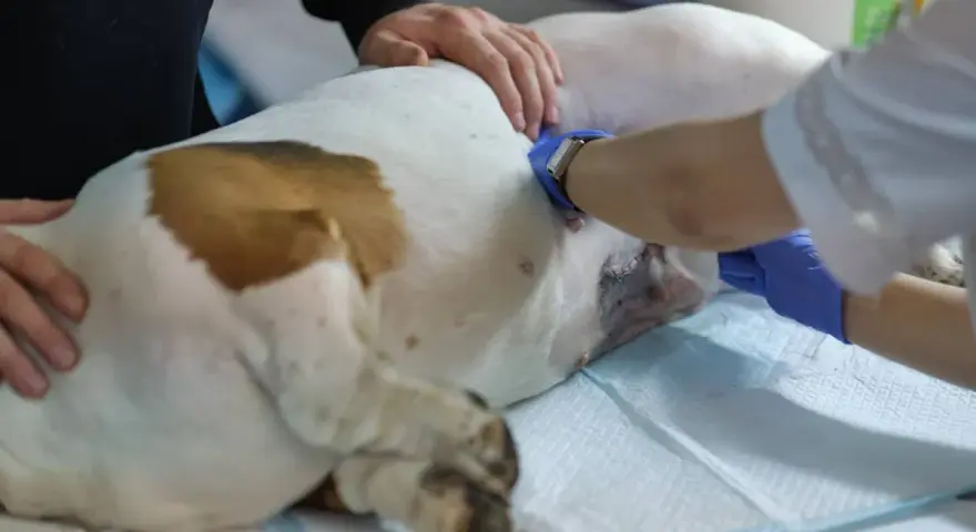Weterynarz wykonuje sterylizację suki. Pies leży na stole zabiegowym, a lekarz w rękawiczkach zajmuje się jego brzuchem.
