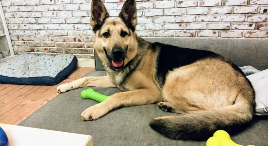 Uśmiechnięty owczarek niemiecki czeka na adopcję, leżąc na kanapie z zieloną zabawką.