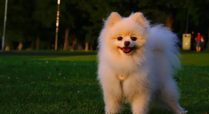 Puszysty pomeranian z obrożą, idealna waga dla tej rasy, stoi na trawie w parku.