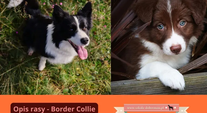 Uroczy szczeniak border collie brązowy z niebieskimi oczami ukryty wśród liści. Obok dorosły pies tej rasy.