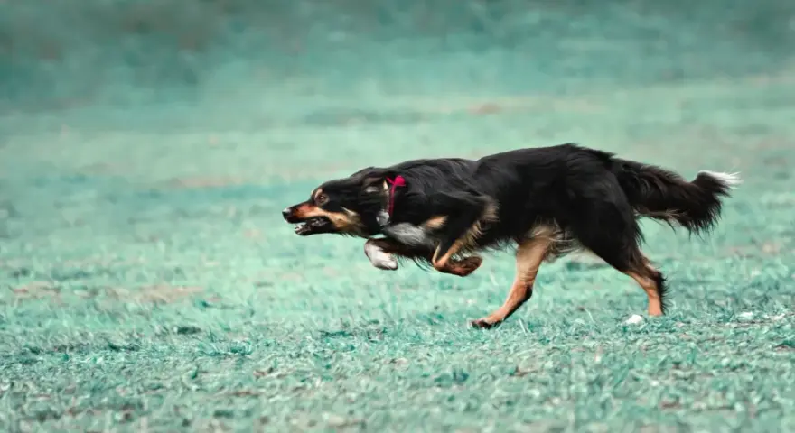 Pies w szaleńczym pędzie, doświadczający **zoomies u psa**. Widać jego radość i energię podczas biegu po zielonej trawie.