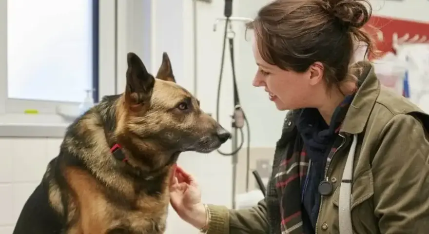 Uśmiechnięta kobieta głaszcze owczarka niemieckiego. Pies wygląda na spokojnego, a kobieta na troskliwą.