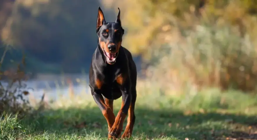 Czarny doberman z rudymi znaczeniami pędzi przez trawiasty teren. Jego charakterystyczne doberman kolory podkreślają jego sylwetkę.