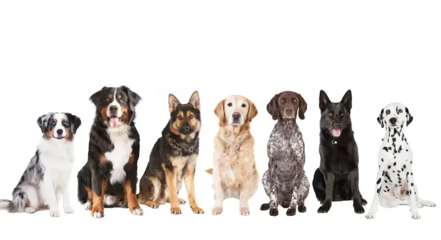 Siedem psów różnych ras, idealnych jako psy dla początkujących: australijski pies pasterski, bernardyn, owczarek niemiecki, golden retriever, pointer, czarny pies i dalmatyńczyk.