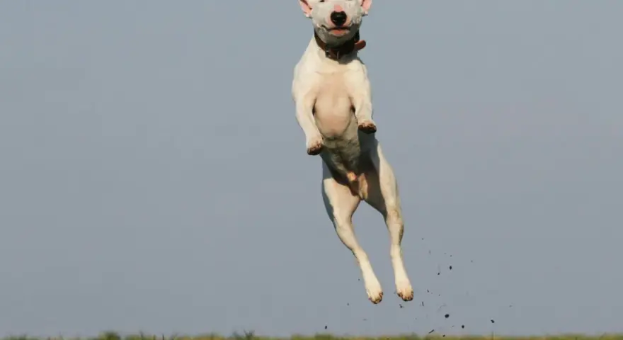 Biały bull terrier w skoku, z ziemią w locie. Czy pies może mieć ADHD? Ten energiczny skok sugeruje, że tak!