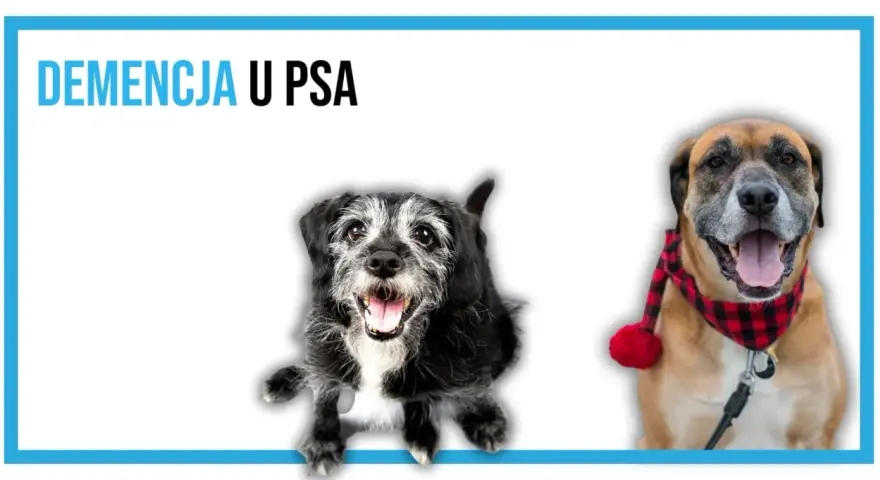 Dwa psy, jeden starszy, drugi młodszy, zmagają się z demencją u psa.