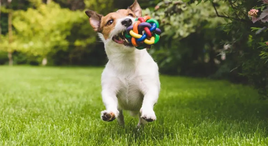 Szczeniak Jack Russell Terrier biegnie przez trawnik z kolorową zabawką w pysku. Zamiast zastanawiać się, jak karać szczeniaka, lepiej bawić się z nim!