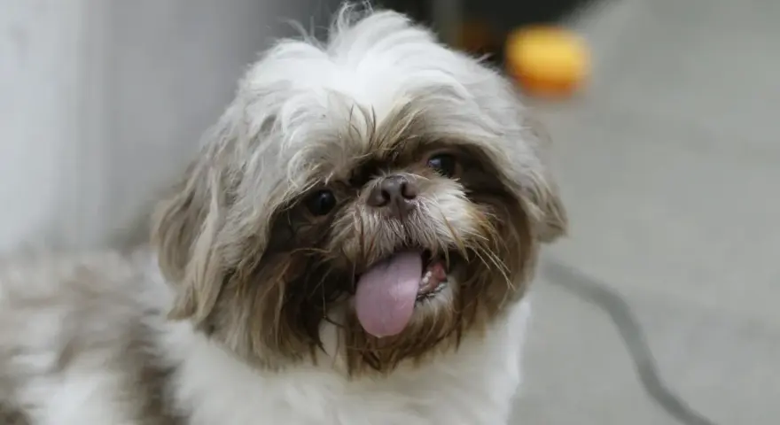 Uroczy shih tzu z wystawionym językiem, może potrzebuje pomocy z chorobami shih tzu?