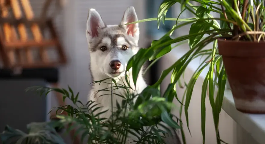 Słodki szczeniak husky ukrywa się za zielonymi liśćmi, być może zastanawiając się, jakich roślin nie lubią psy, aby ich nie zjeść.