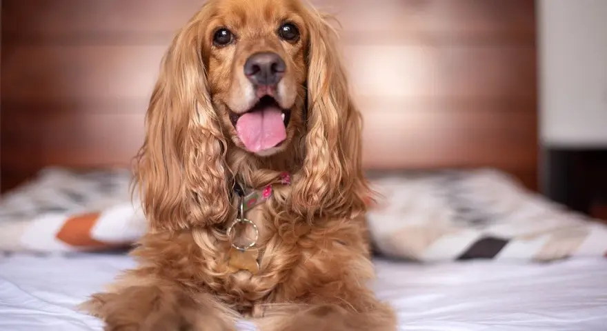 Słodki cocker spaniel leży na łóżku, jego język wystaje. Zastanawiasz się, cocker spaniel ile żyje? Średnio 10-14 lat.