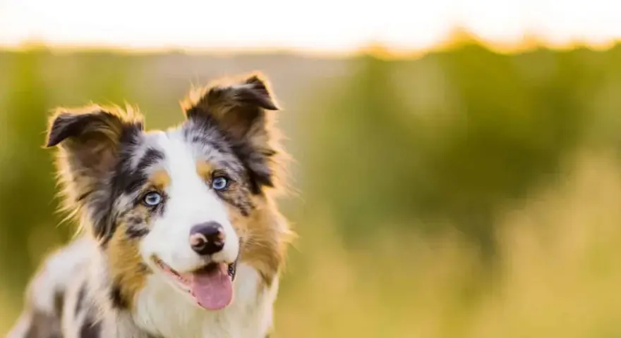 Piękny border collie z niebieskimi oczami i gęstą, wielobarwną sierścią, uśmiecha się na tle zieleni.