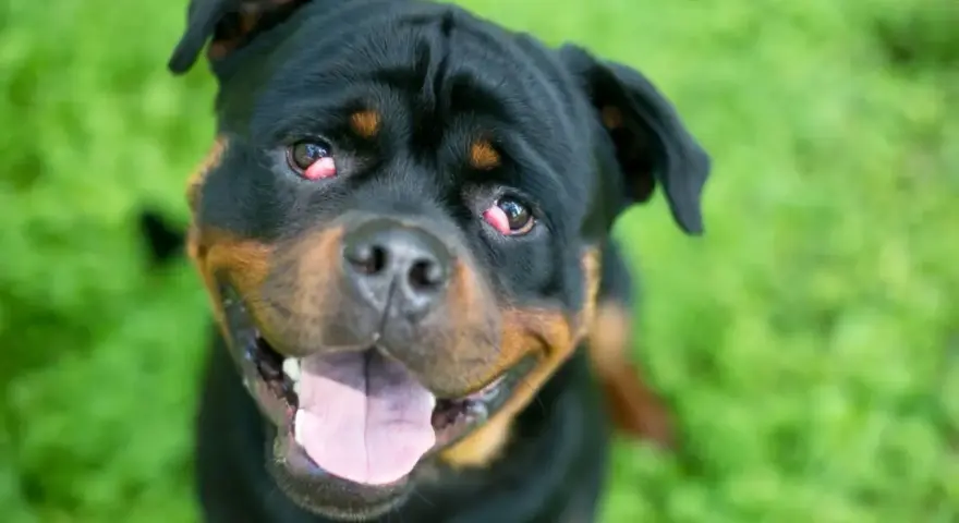 Rottweiler z zaczerwienionymi oczami, które przypominają wiśniowe oko u psa, patrzy w obiektyw z otwartym pyskiem na tle zielonej trawy.
