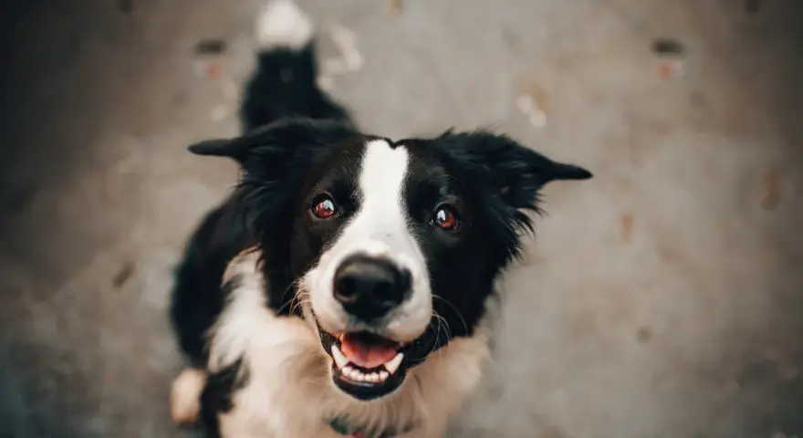 Uśmiechnięty border collie, który z radością czeka na posiłek oparty na diecie BARF.