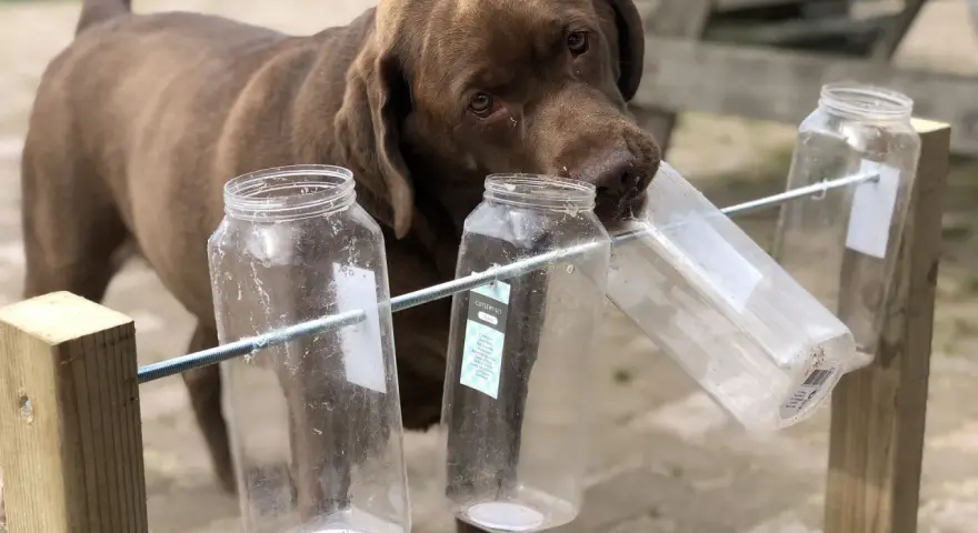 Czekoladowy labrador próbuje wyciągnąć smakołyk z plastikowej butelki, pokazując, jak bawić się z psem.