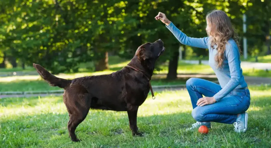 Kobieta uczy psa komend w parku. Pies patrzy na nią z uwagą, czekając na nagrodę.