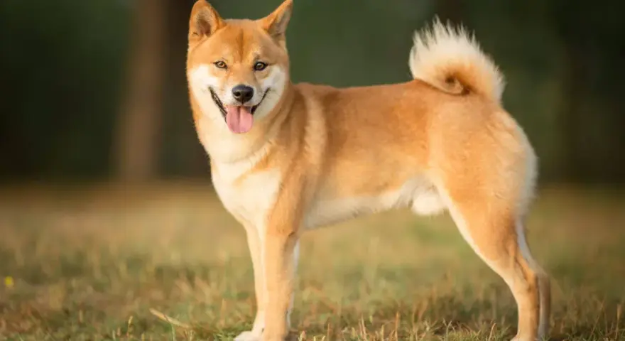 Uśmiechnięty shiba inu na trawie. Czy warto mieć takiego psa? Z pewnością tak, jeśli szukasz wiernego towarzysza.